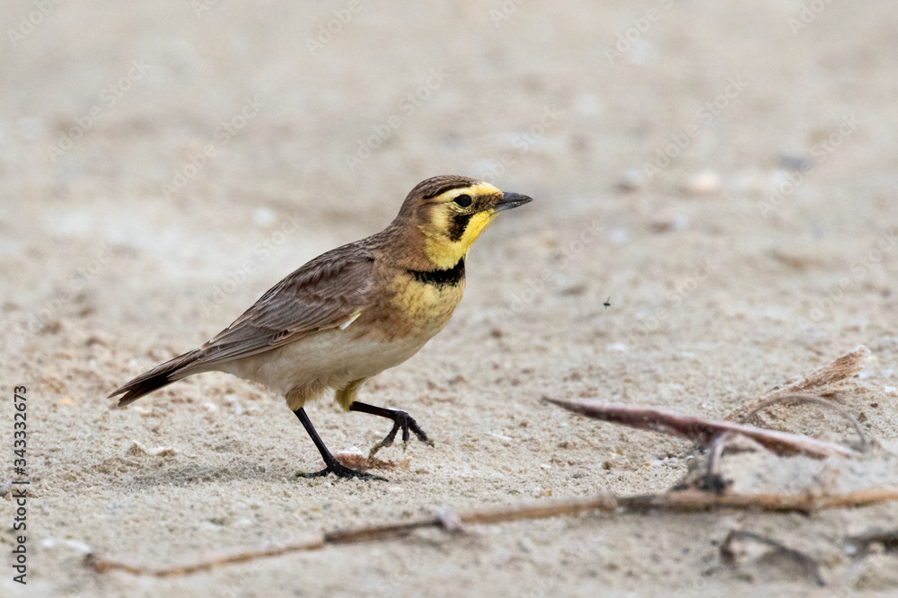 Horned Lark (Eremophila alpestris) On Sand Beach, Galveston, Texas Horned Lark (Eremophila alpestris) On Sand Beach, Galveston, Texas