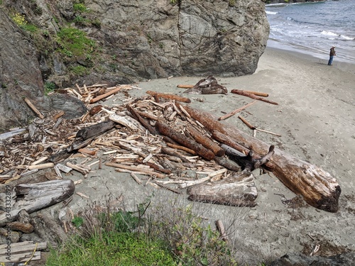 Driftwood by the ocean shore