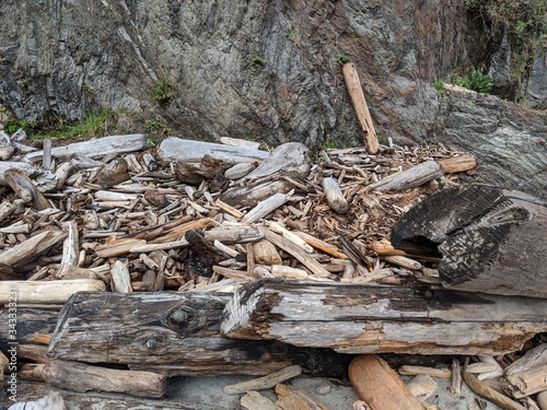 Driftwood ashore
