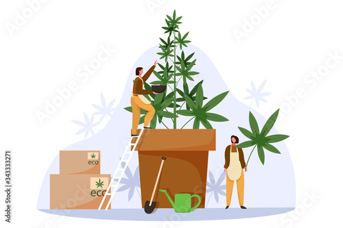 People grow cannabis for legal sell. Marijuana farm business concept vector illustration. Weed cultivation, hemp plant, Cannabis farming industry.