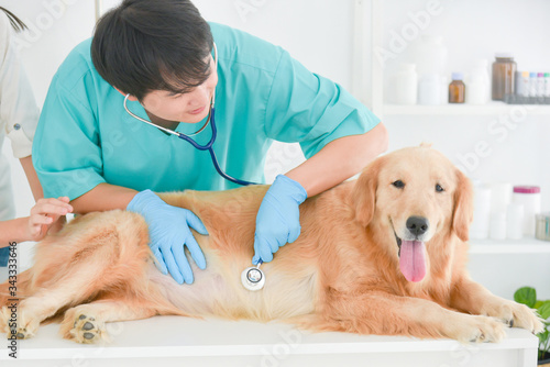Fototapeta Naklejka Na Ścianę i Meble -  Asian male veterinarian examining golden retriever dog by stethoscope in vet clinic.