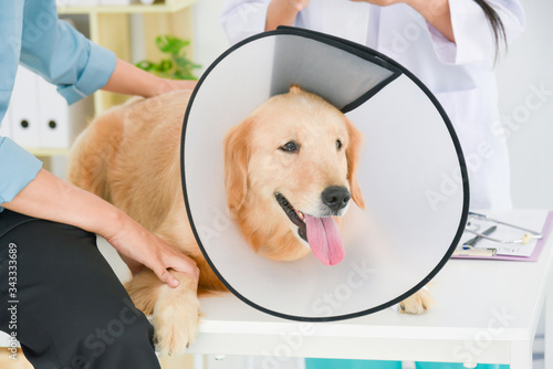 Fototapeta Naklejka Na Ścianę i Meble -  Sick golden retriever dog wearing a funnel collar during veterinarian examination at vet clinic.
