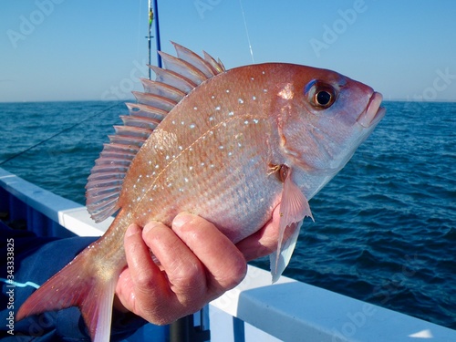 Cuadro en lienzo 真鯛 Red snapper