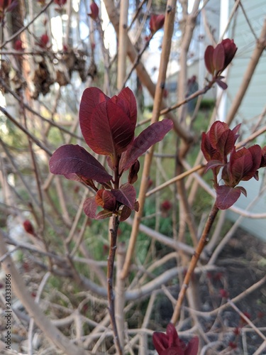 Red Leaves on stems