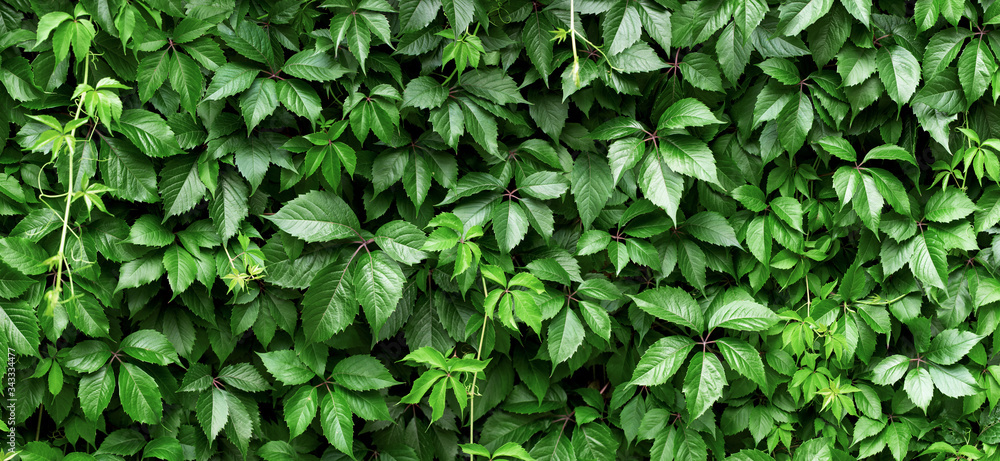 hedge of plant leaves. green ivy foliage, natural background hedge of plant leaves. green ivy foliage, natural background