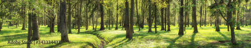 summer landscape, forest or park panorama. green nature