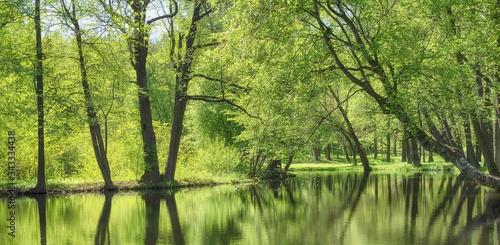pond water in forest park, ...