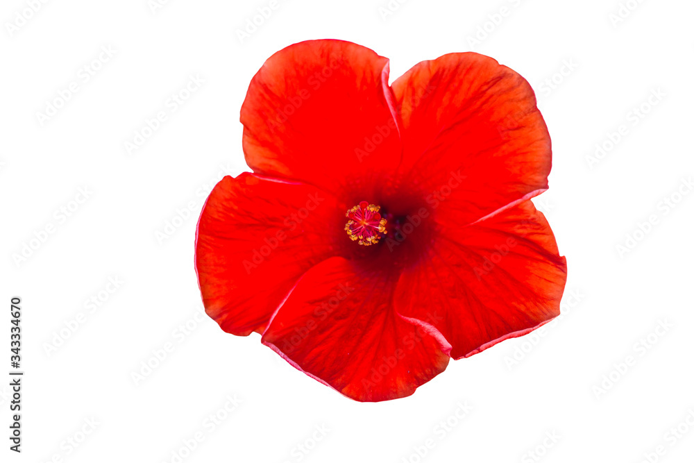 Obraz premium Macro of red China Rose flower (Chinese hibiscus ) isolate on white background.Saved with clipping path