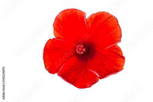 Macro of red China Rose flower (Chinese hibiscus ) isolate on white background.Saved with clipping path