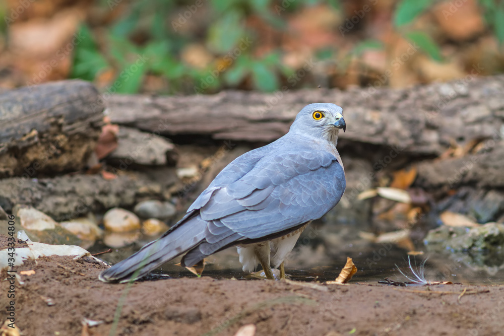 Beautiful bird Shikra ( Accipiter badius ) drink water on pond Beautiful bird Shikra ( Accipiter badius ) drink water on pond