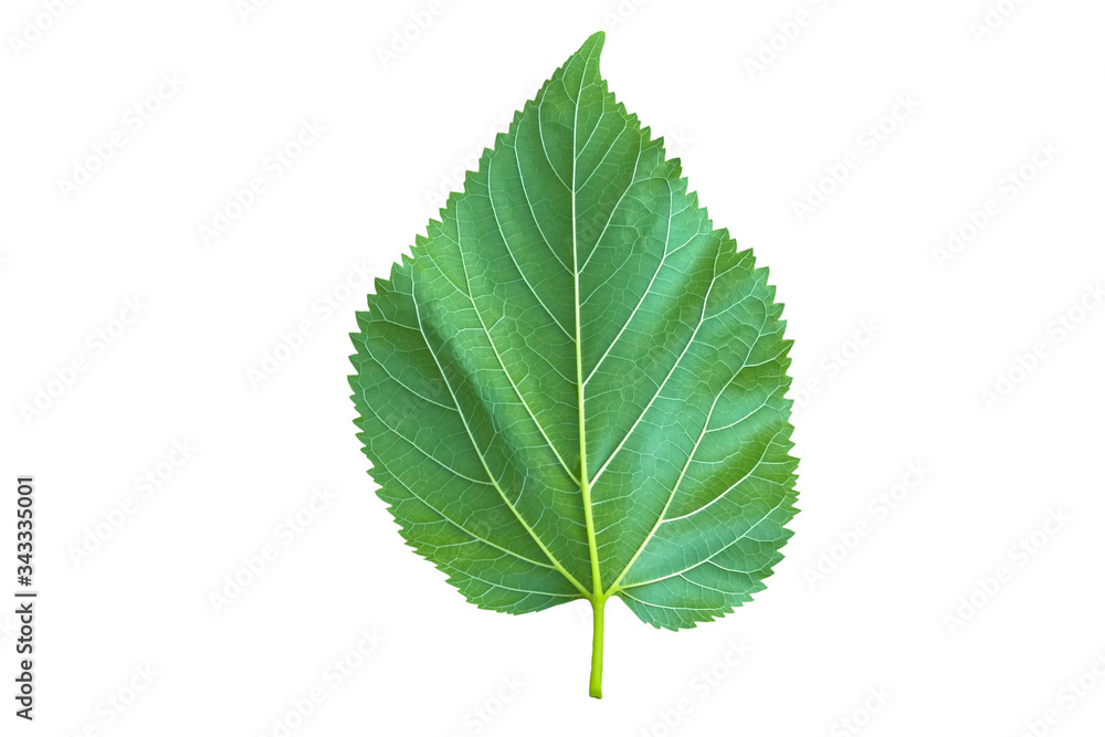 Mulberry leaf isolated on a white background.Saved with clipping path. Mulberry leaf isolated on a white background.Saved with clipping path.