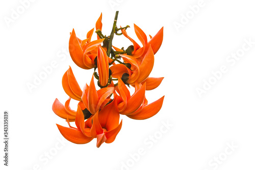 Bastard Teak, Bengal Kino, Butea Monosperma or Palash, Flame of the Forest isolated on white background.Saved with clipping path