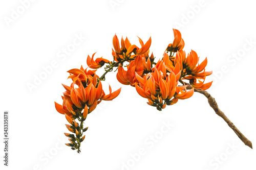 Bastard Teak, Bengal Kino, Butea Monosperma or Palash, Flame of the Forest isolated on white background.Saved with clipping path