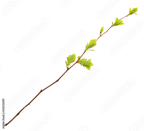 Canvas-taulu Young spring branch isolated on white