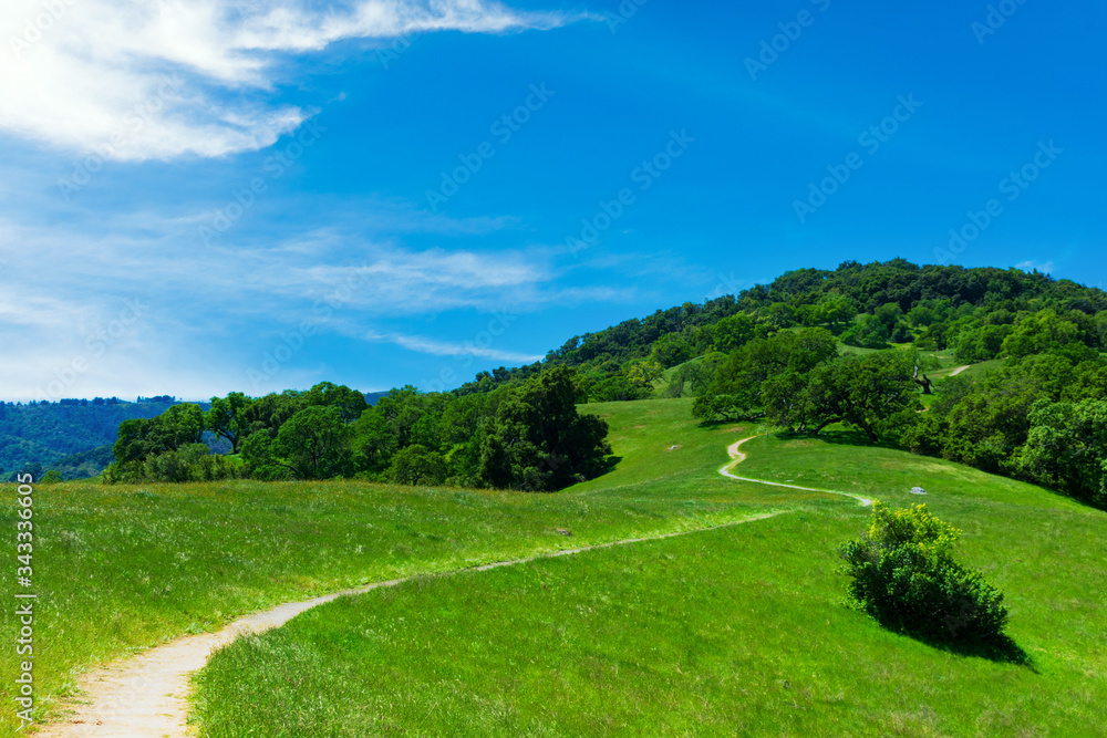 A hiking trail winds on a lush, grassy hill with oak trees