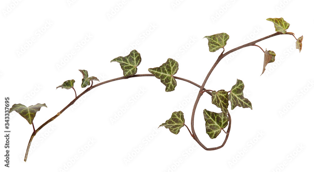 Ivy branch. Hedera, helix. Cose up isolated on white background Ivy branch. Hedera, helix. Cose up isolated on white background