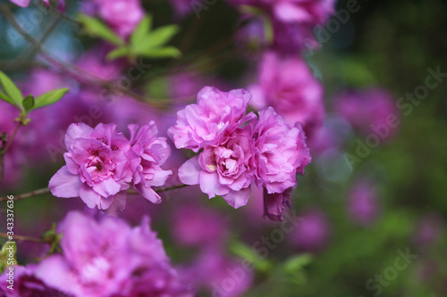 Close up of pink Rhododendrone from North Korea