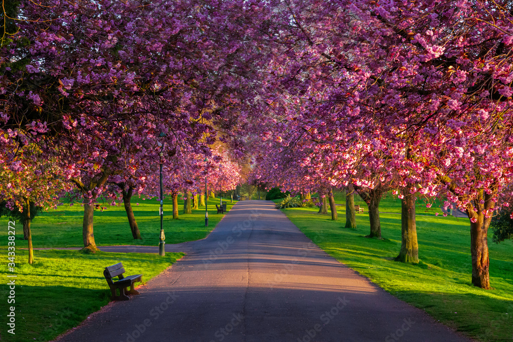 cherry blossom in spring, pittencrieff park, Dunfermline, fife, Scotland, uk. - obrazy, fototapety, plakaty 