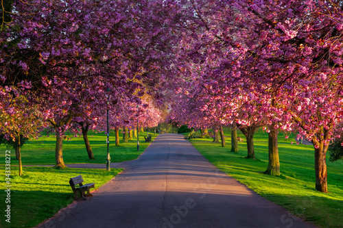 cherry blossom in spring, pittencrieff park, Dunfermline, fife, Scotland, uk.