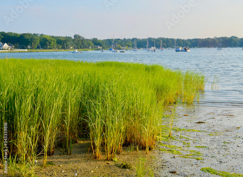Marsh grass (Spartina alterniflora) is the keystone species of the coastal salt marsh ecosystem. It lives in the intertidal zone and is flooded twice each day. Setauket Harbor, Long Island, NY.  photo