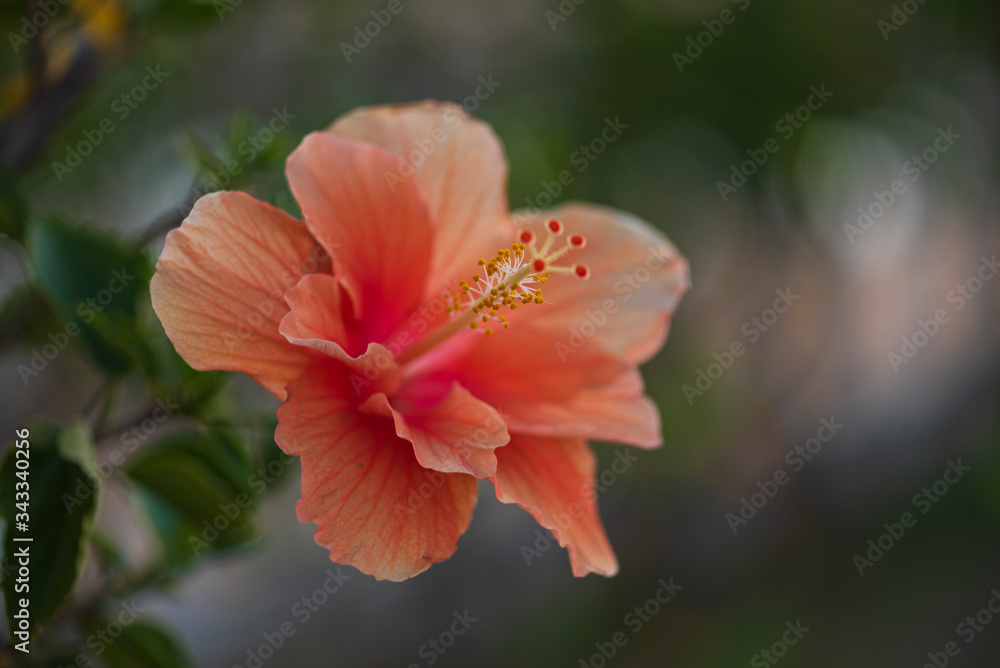 Obraz premium Flor