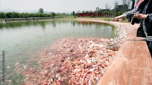  traveller feed fancy crap fish and take photo photo