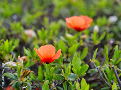 Tokyo,Japan-April 27, 2020: Papaver dubium or Long-headed poppy or blindeyes on azalea leaf background
 photo