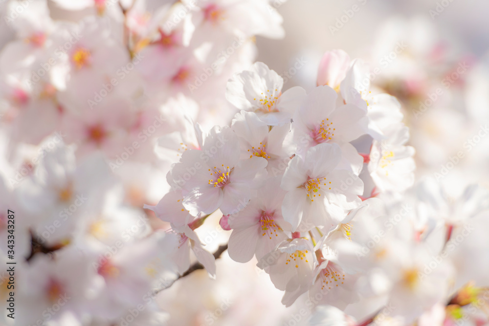 満開の桜　朝　クローズアップ