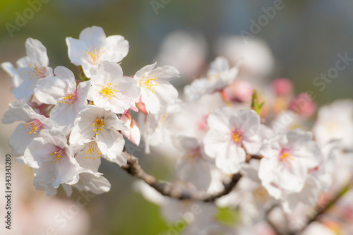 満開の桜 朝 クローズアップ