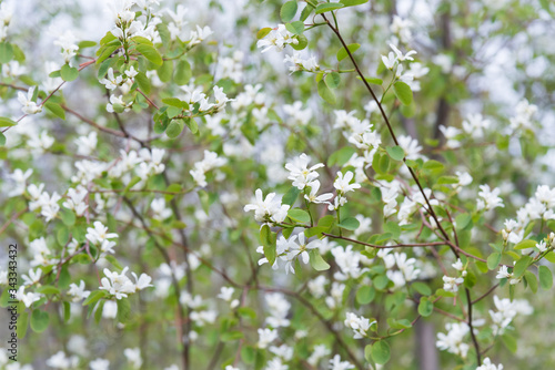 Wild saskatoon berry bush flowers and new leaves in April © Amy Mitchell