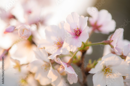 満開の桜 朝日 クローズアップ