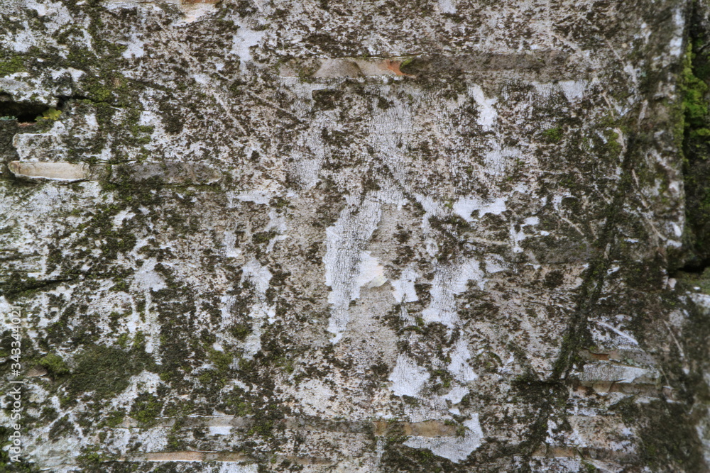 Tree bark. Wood moss. Abstract background. Macro.