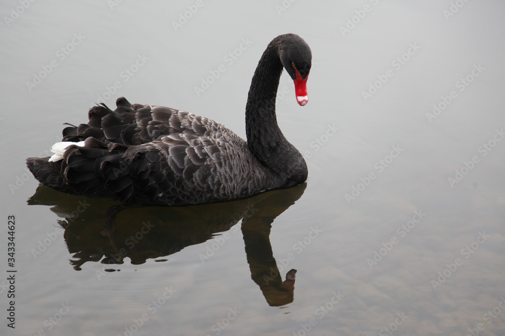 Obraz premium Swan on water