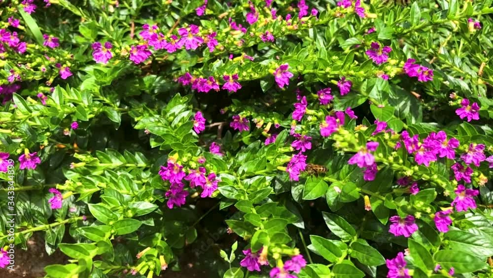 Slow motion of honeybees flying and sitting on Cuphea flowers, pollinating them. Slow motion of honeybees flying and sitting on Cuphea flowers, pollinating them.