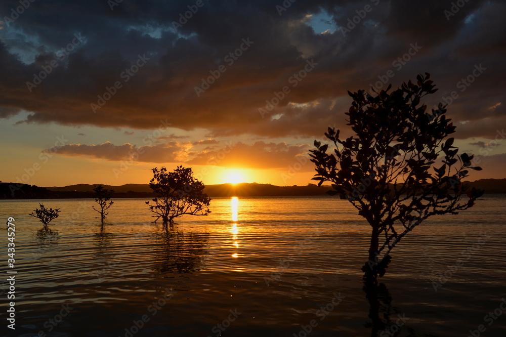 Mangrove trees in the sea surface at sunset, New Zealand Mangrove trees in the sea surface at sunset, New Zealand