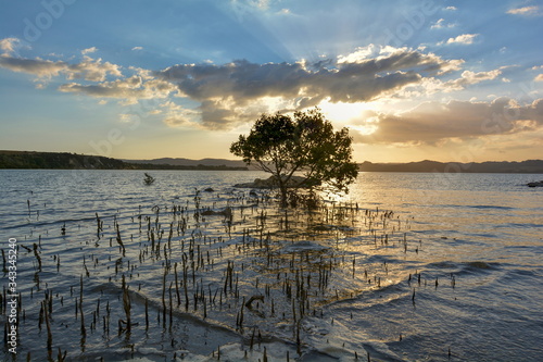 Mangrove tree at low tide  New Zealand