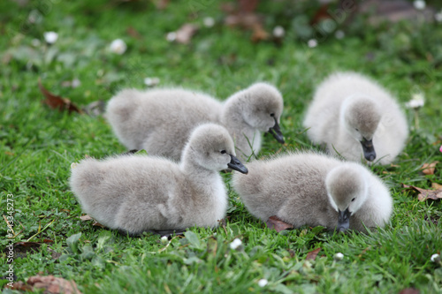  Cygnets (Baby Swans) © Design Photography