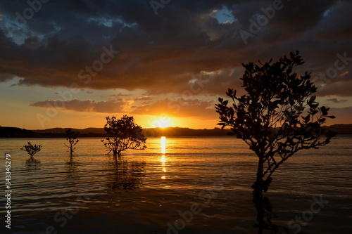 Mangrove trees in the sea surface at sunset, New Zealand