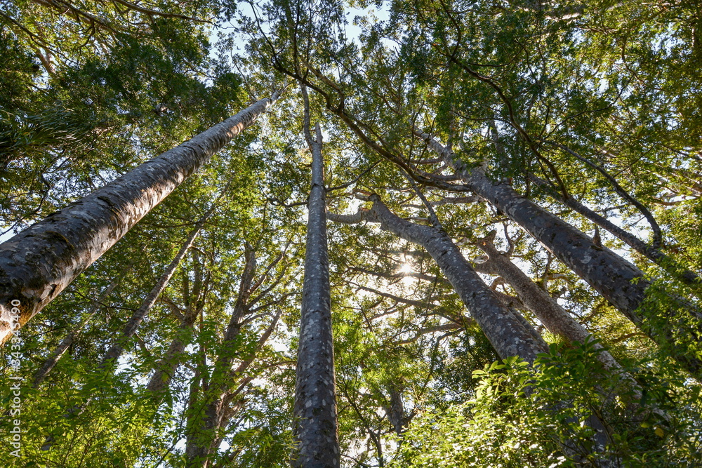 Fototapeta premium Young Agathis australis in the forest, New Zealand