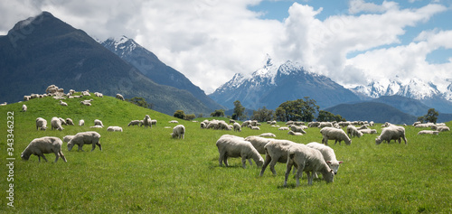 Herd of sheep grazing on the green meadows with mountains in backdrop, shot in Glenorchy, New Zealand photo