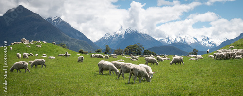 Obraz na płótnie Panoramic shot of herd of sheep grazing on the green meadows with mountains in b