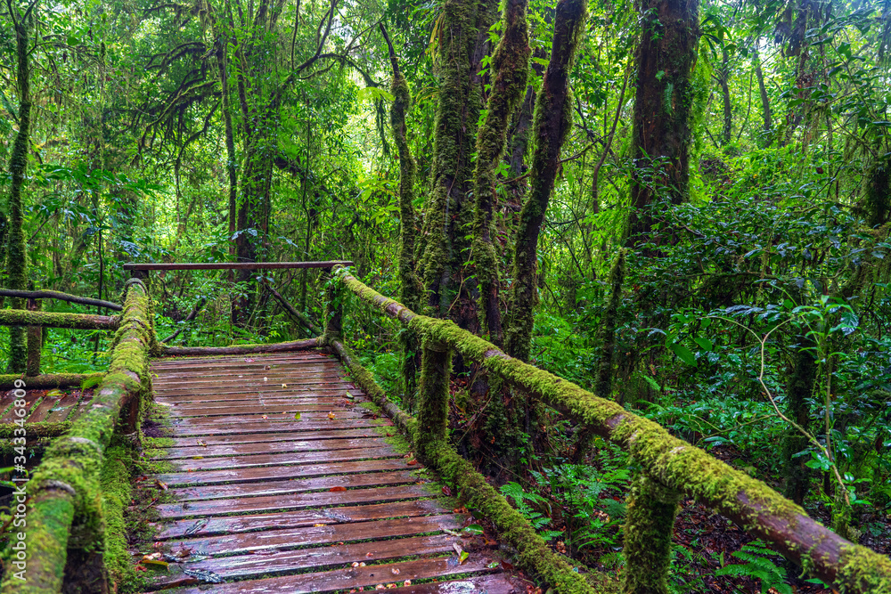 Fototapeta premium Green fern and lichen on wooden walkway in forest