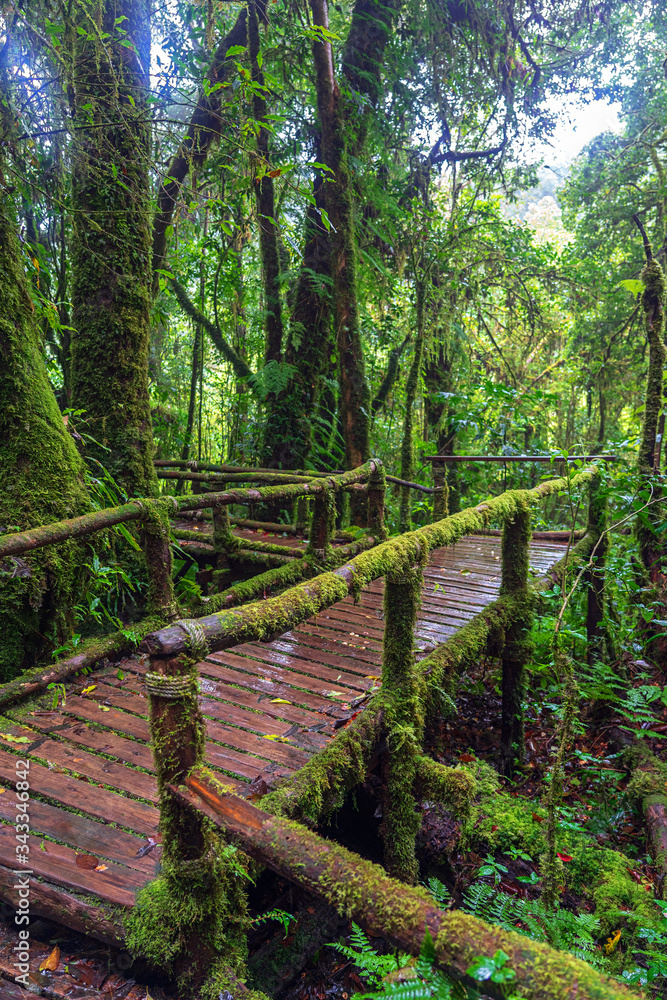 Fototapeta premium Green lichen and fern on wooden walkway in forest