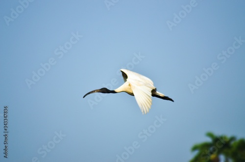 Black headed ibis on flight