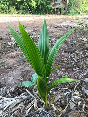 The coconut palm is a palm tree. There are many coconut palms on the coasts of Indonesia, India, America, South Sudan, Bangladesh and Tanzania. People of this area use coconut milk in cooking.