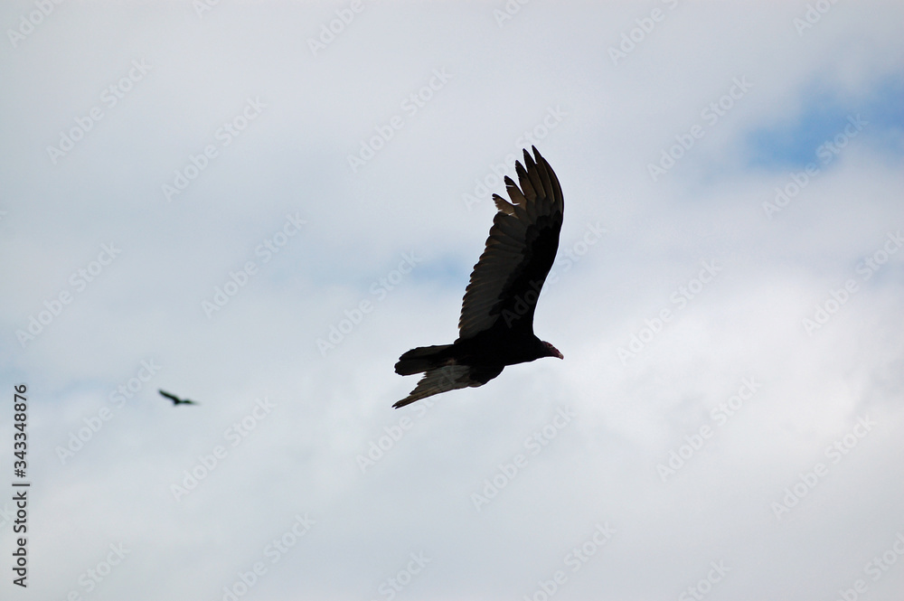 Turkey Vulture flying