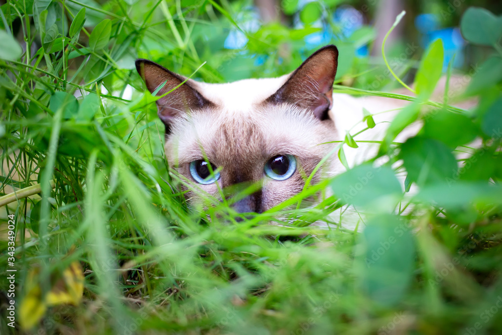 Siamese cat are playing in the garden. Thai cat with blue eyes are sitting in the garden at Bangkok ,Thailand.