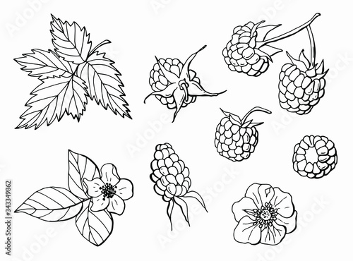 Set of raspberries, flowers and leaves. Line style. Stock illustration. White background isolator.