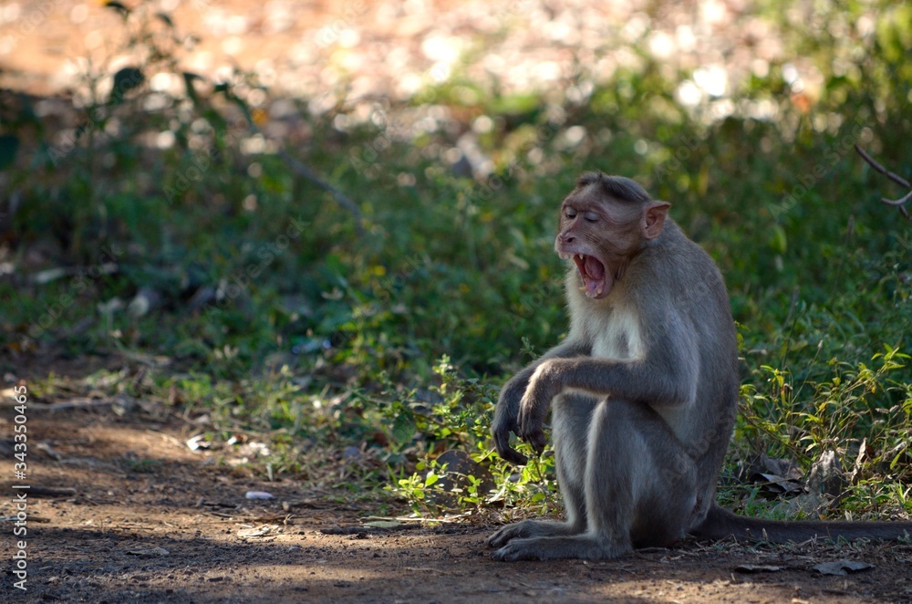 Cute Monkey shows terror face with Yawning