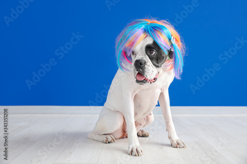 Fototapeta Naklejka Na Ścianę i Meble -  Funny dog in wig near color wall